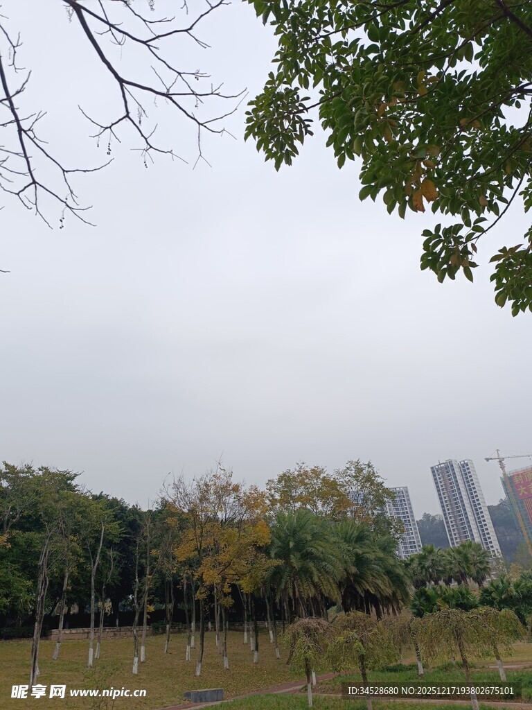 城市中的绿意公园景观