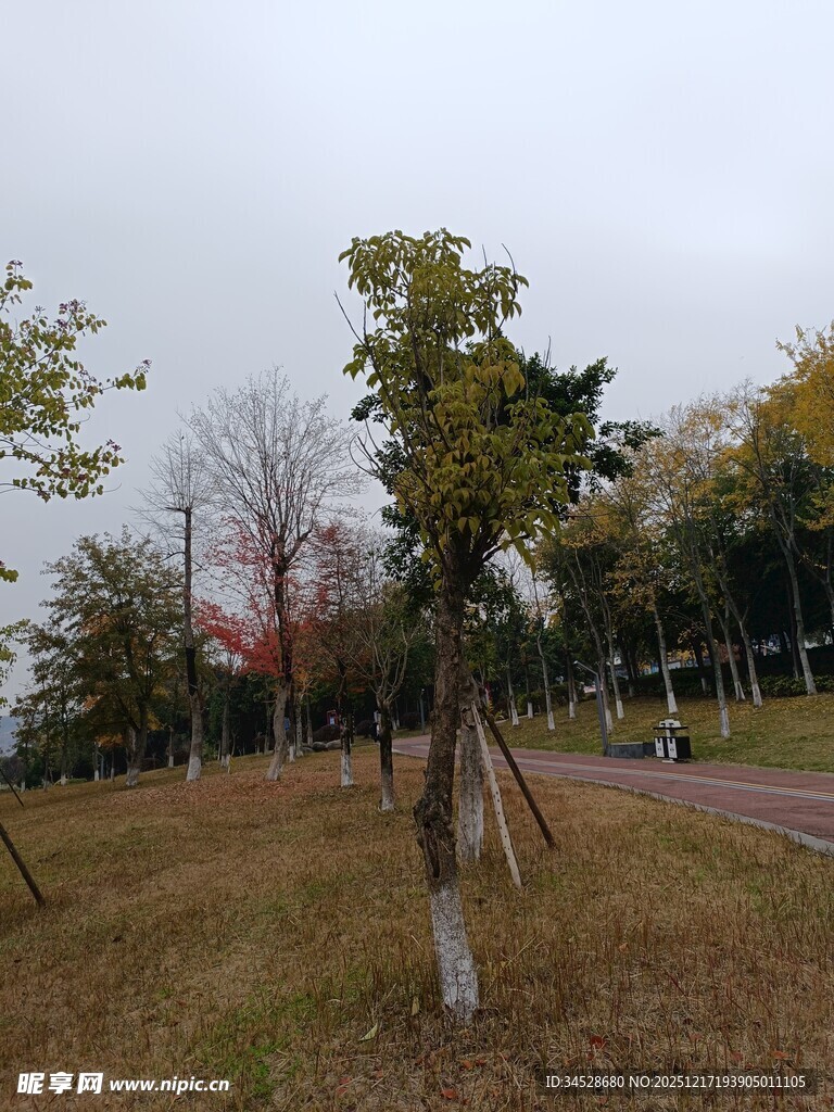 秋日公园树木景致