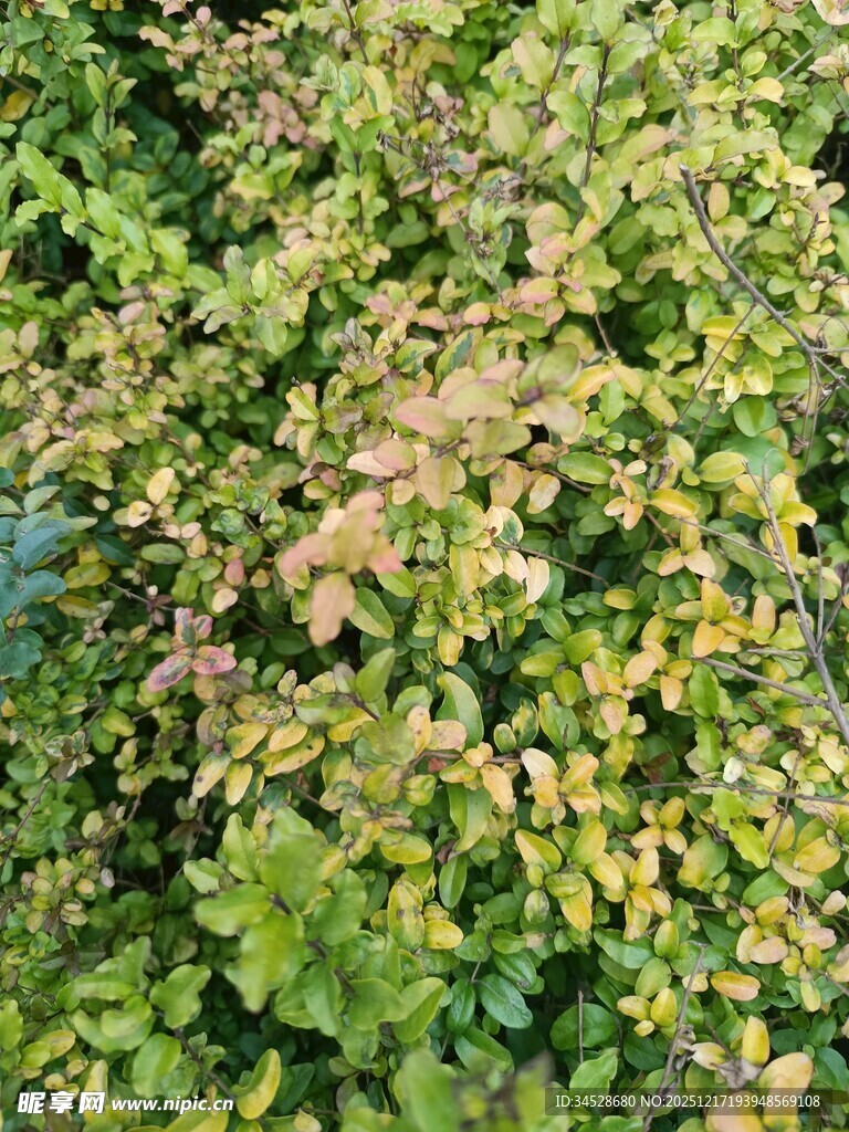 黄绿相间的繁茂植物