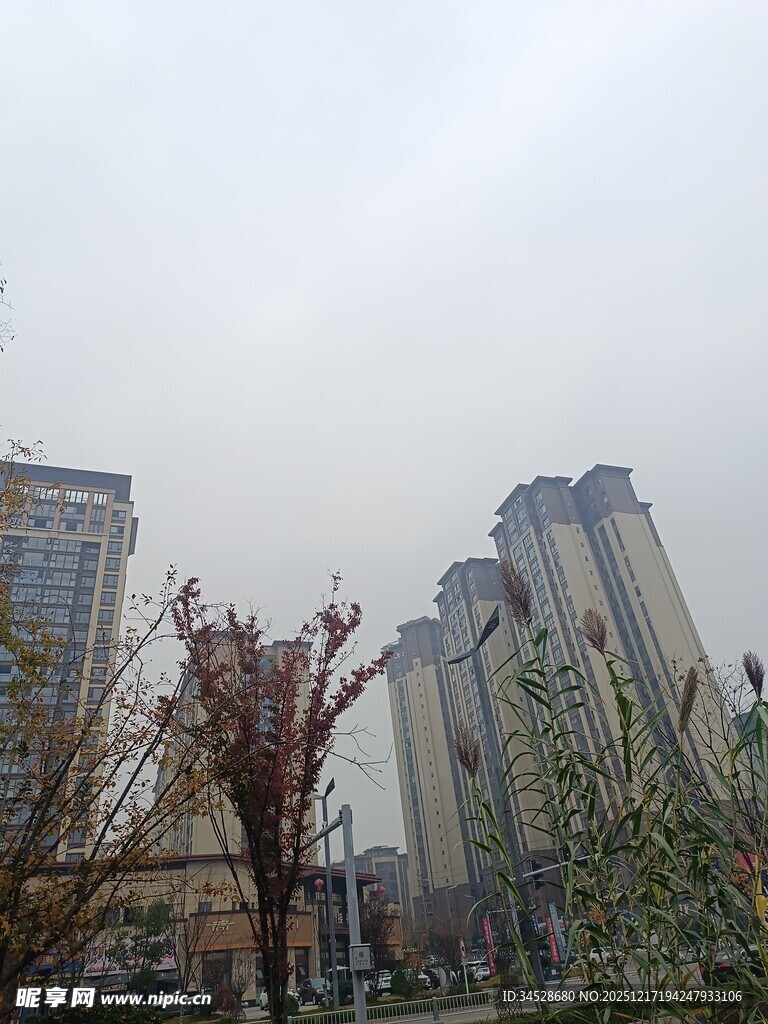 城市中的高楼与树木景观