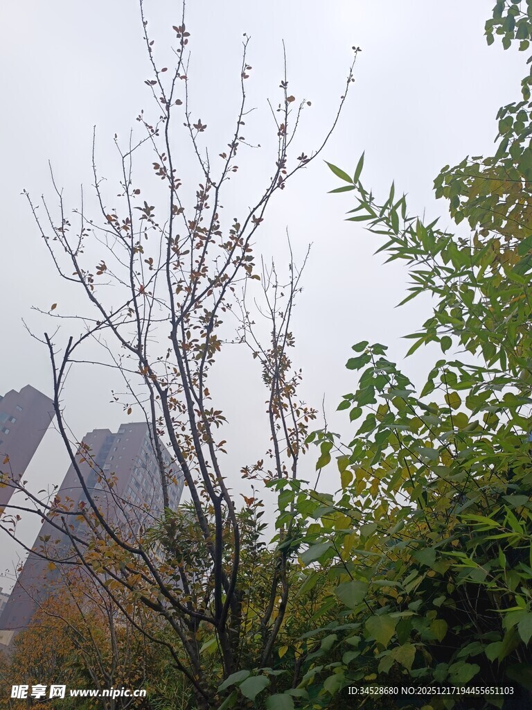 雾中树枝与绿植景观