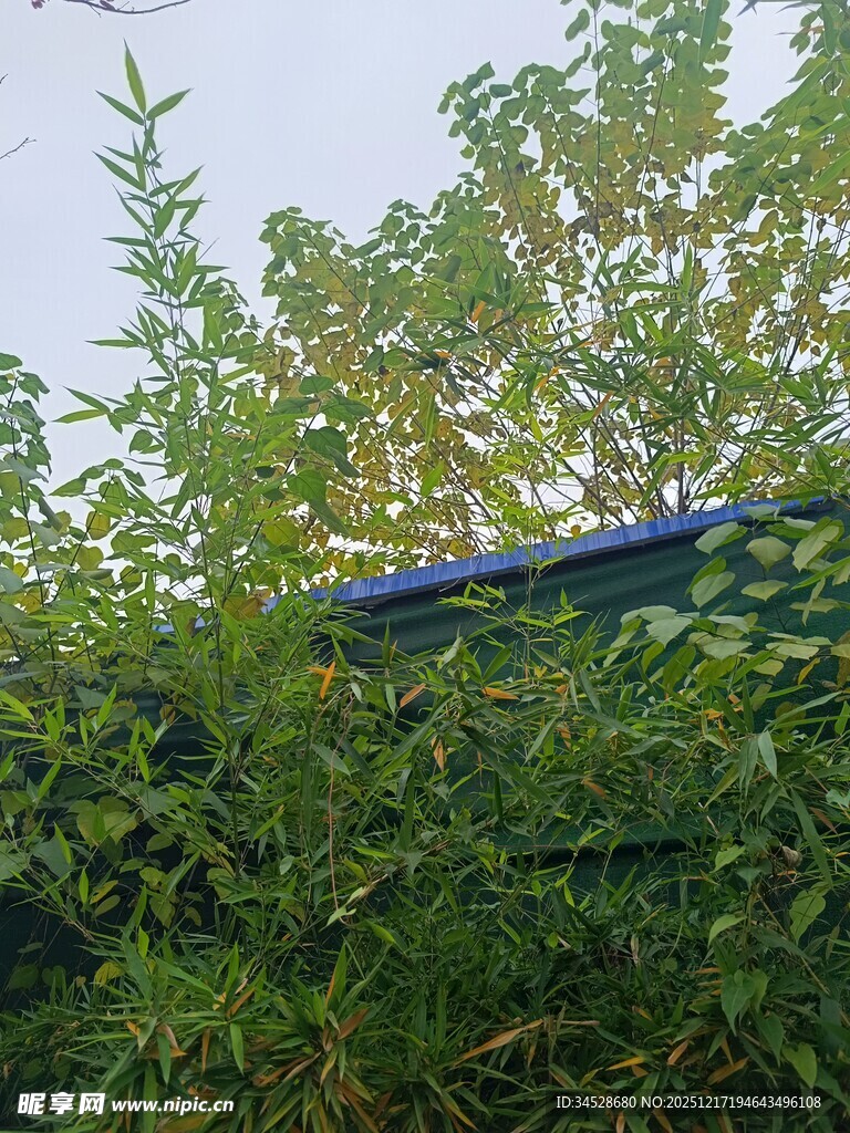 蓝飞机穿梭于葱郁绿植间