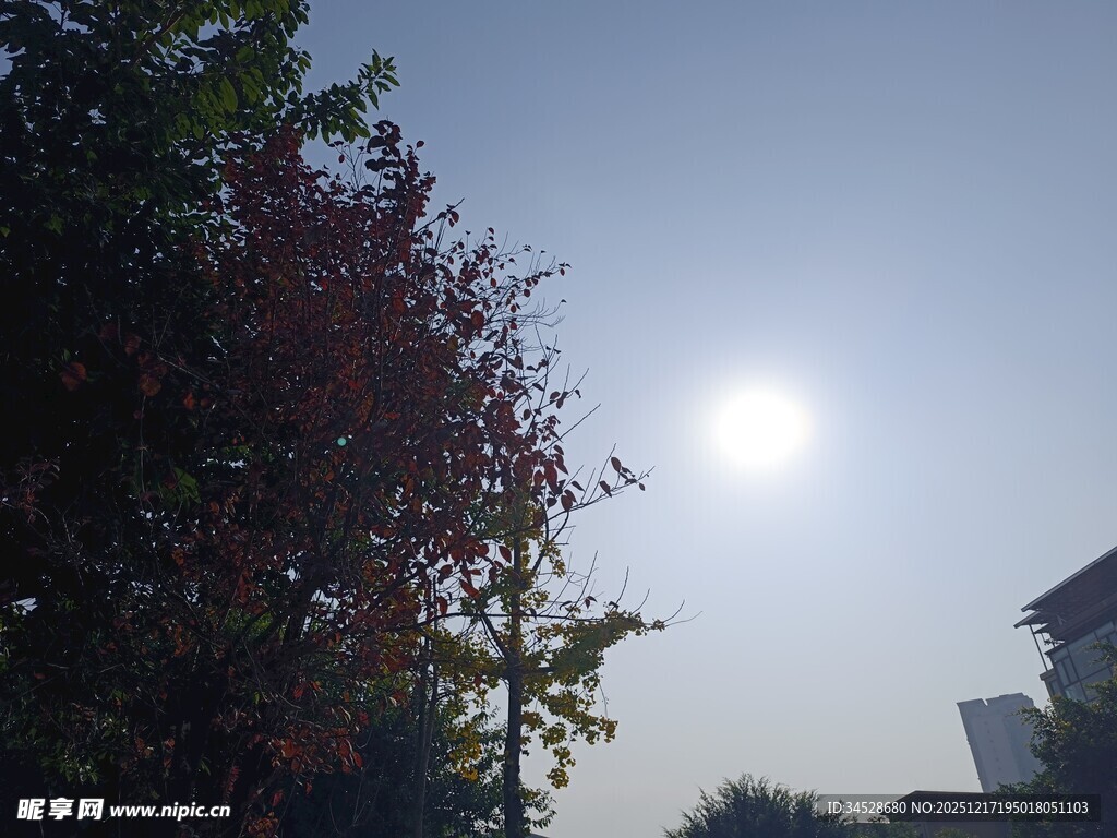 阳光下的树木与明亮天空
