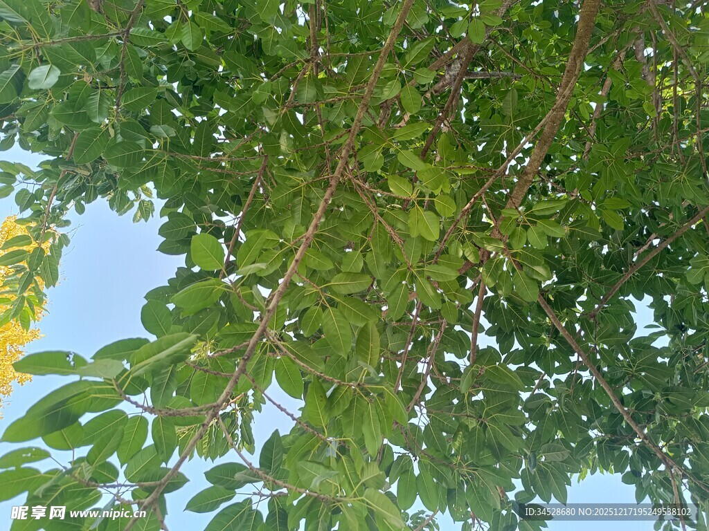 繁茂绿叶映衬蓝天
