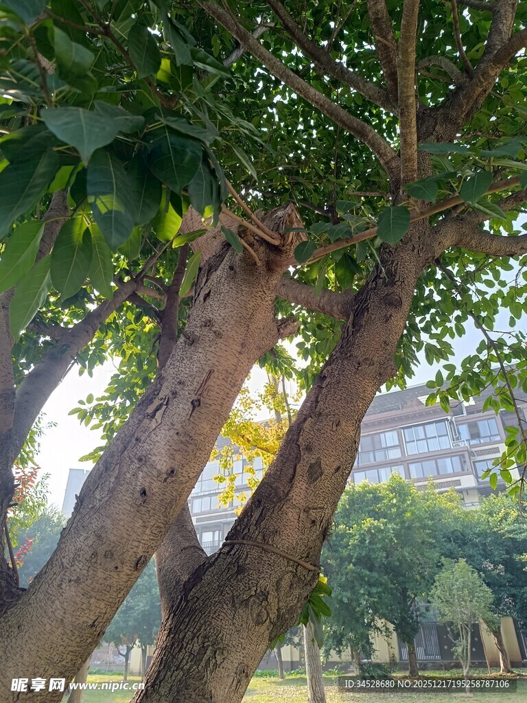 阳光下斑驳树干与绿叶