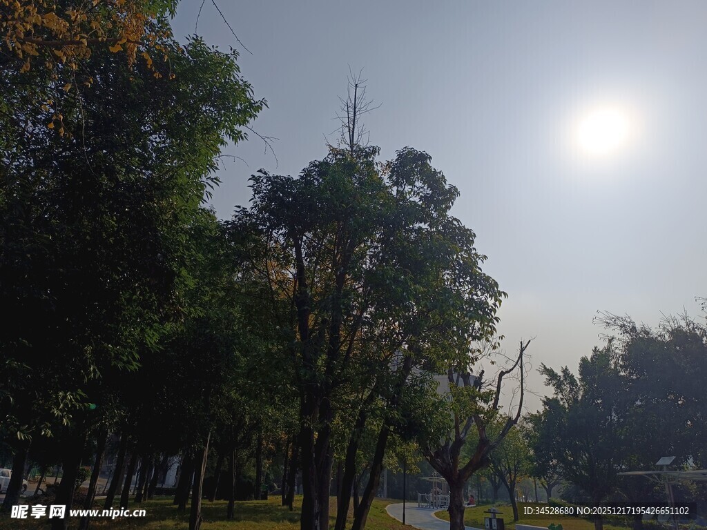 阳光照耀下的树林景色