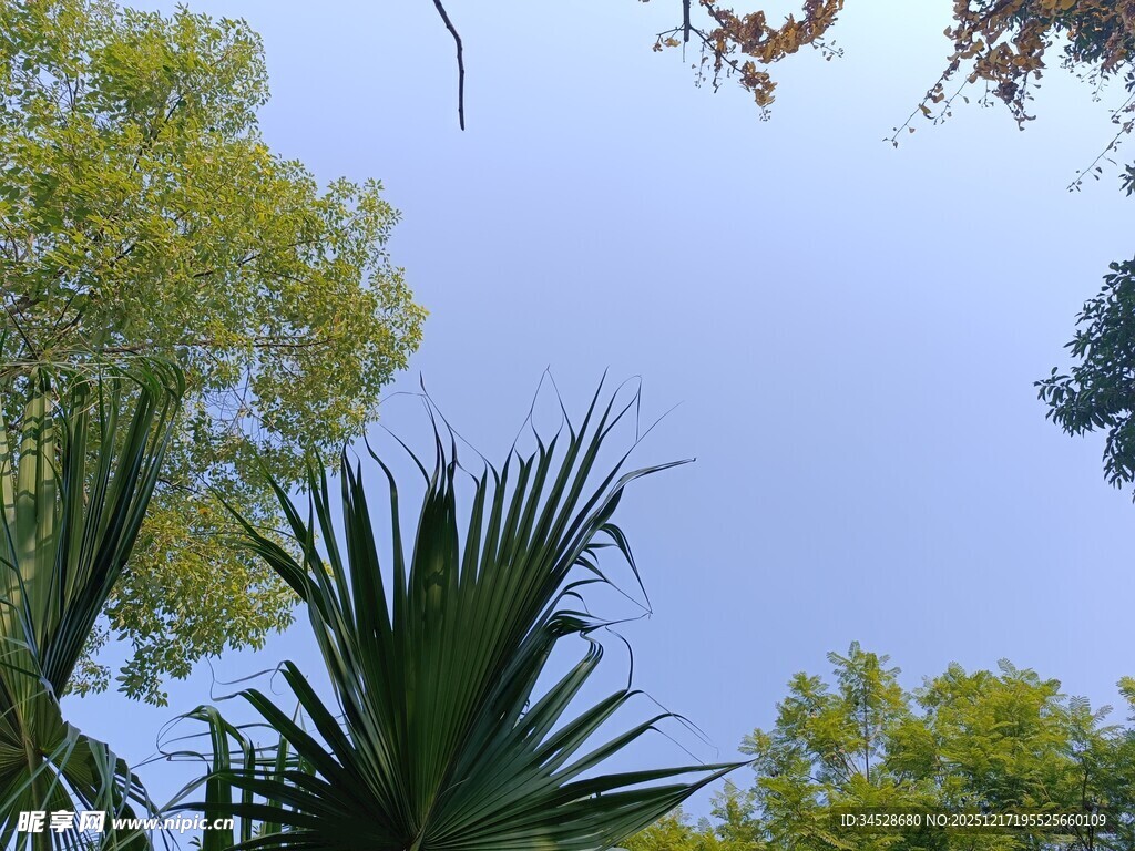 仰视葱郁树林景观