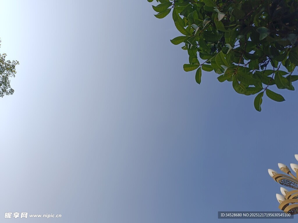 仰视绿树蓝天景致