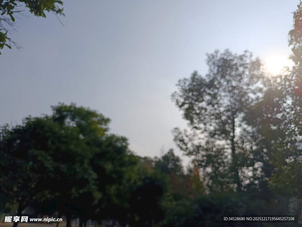 阳光洒落林间树木景观