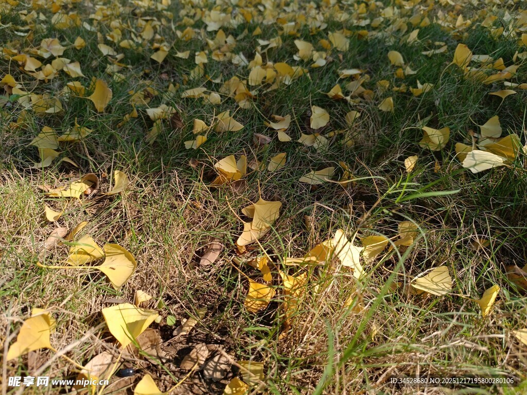 秋日草地落叶景象