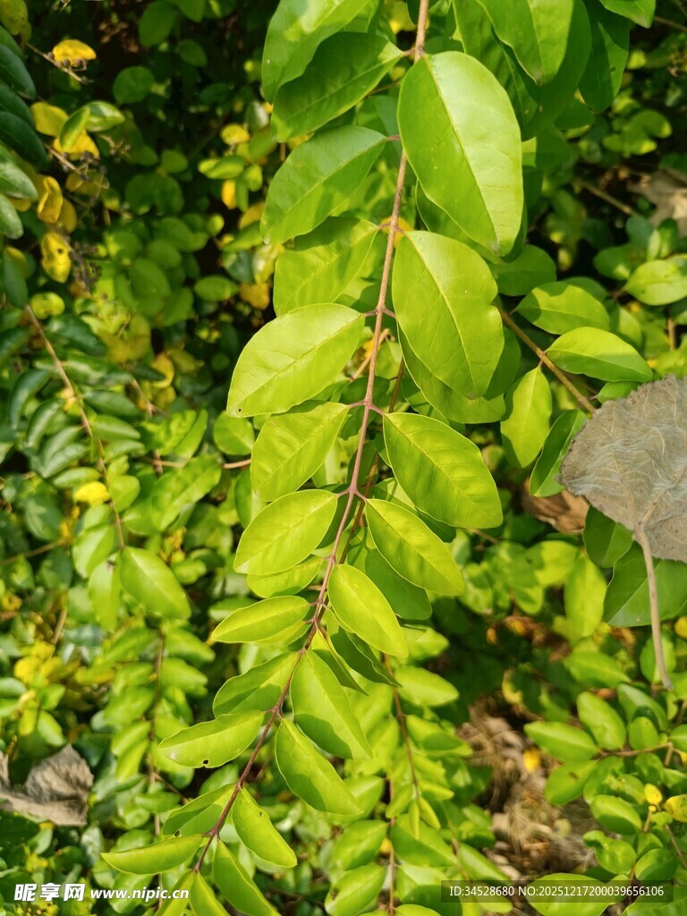 翠绿繁茂的叶片植物景观