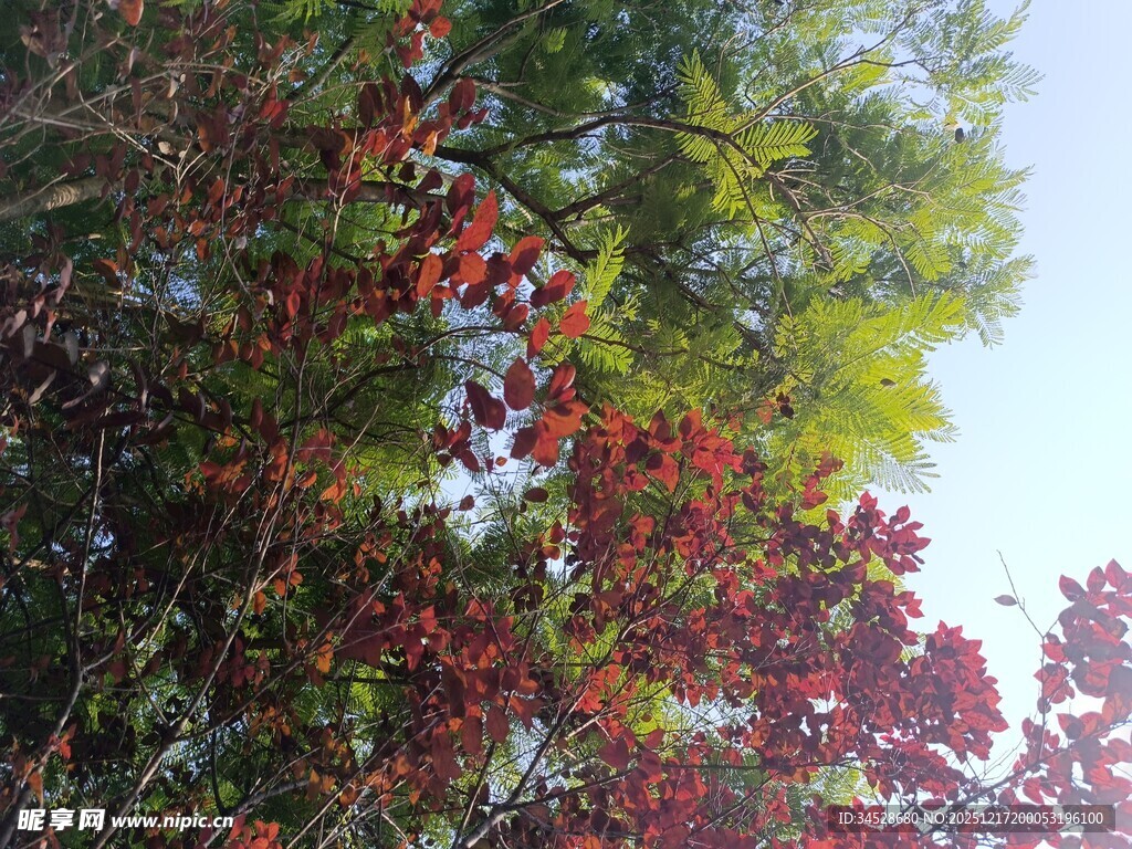 秋日红绿叶相映美景