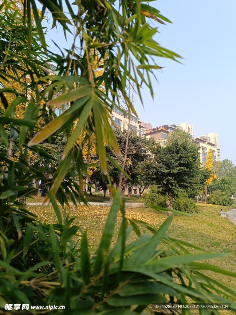 竹林旁的开阔绿意景致