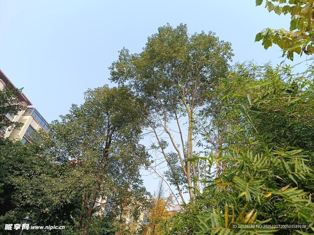 户外葱郁树木景观