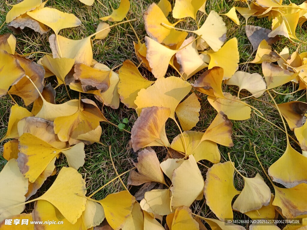 金黄银杏叶铺就秋日美景