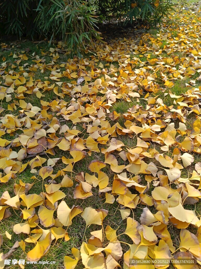 金黄落叶铺满地面的美景
