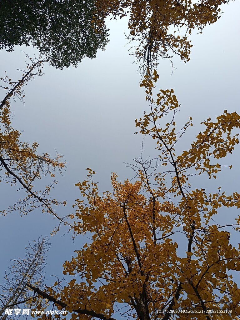 秋日银杏树梢的蓝天景致