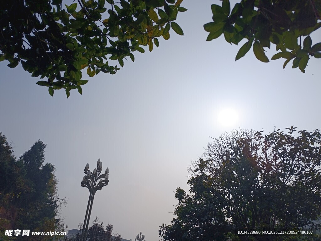 阳光下的树木与通信塔