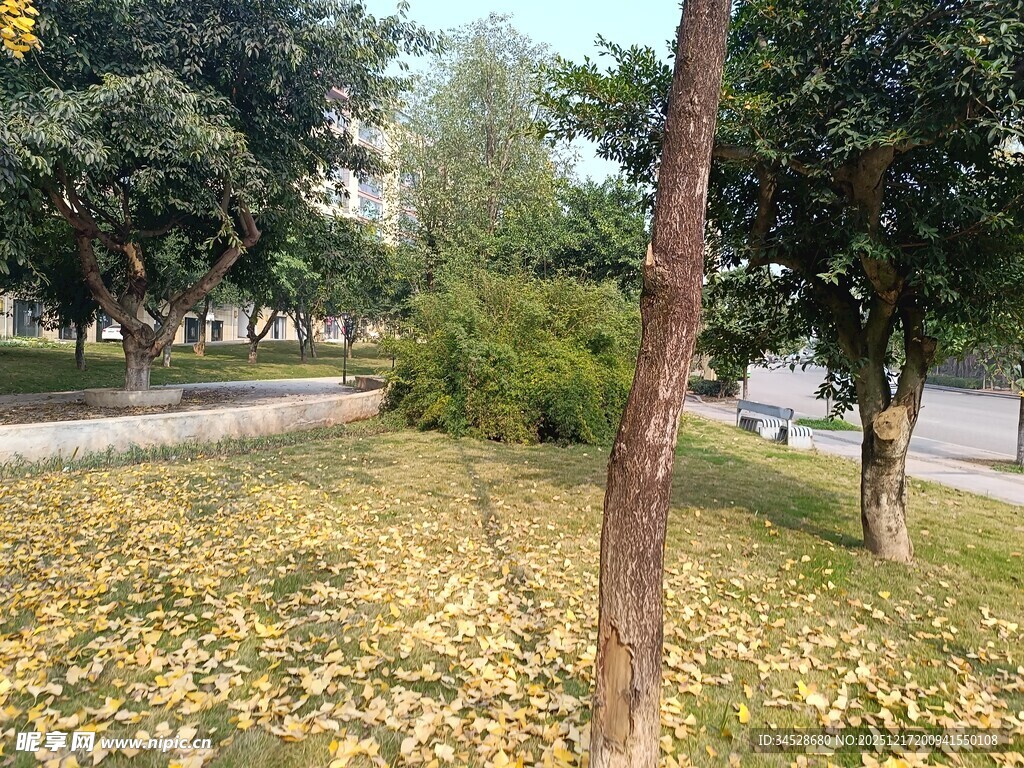 秋日公园落叶铺地景象