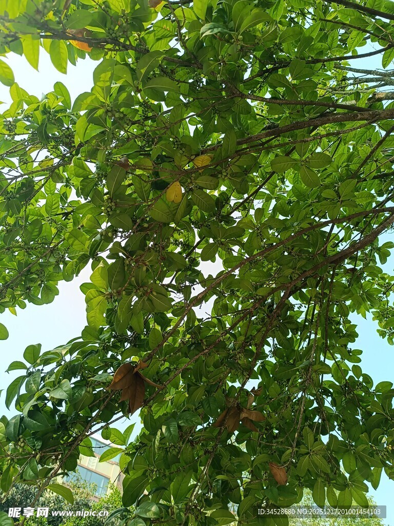 繁茂果树枝头挂果景象