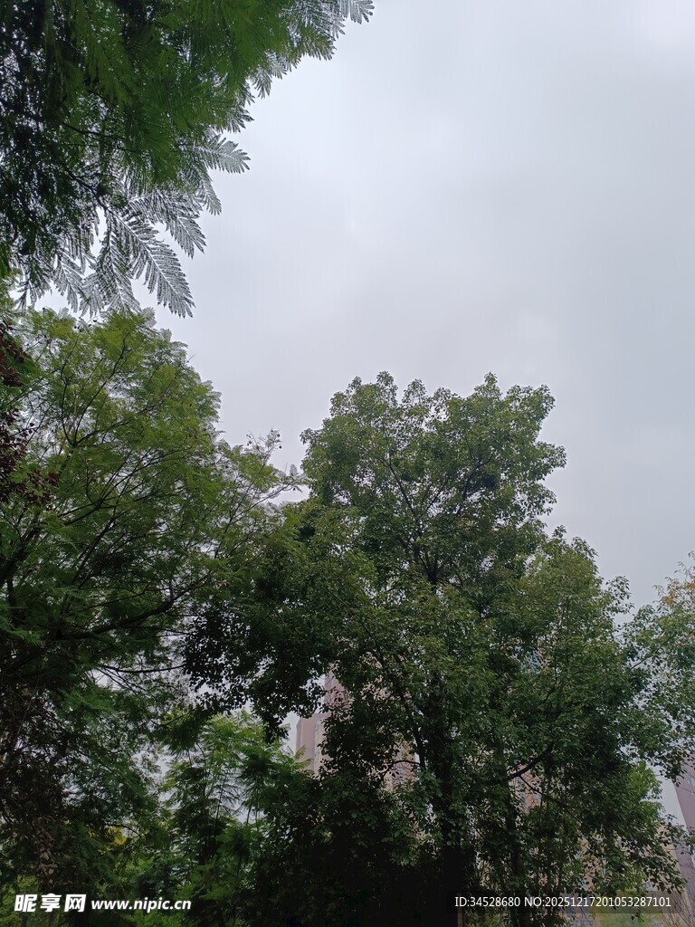 绿树蓝天自然景象