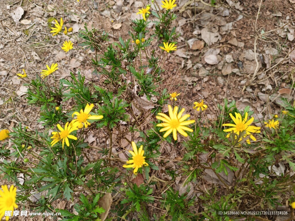 地面绽放的黄色小野花