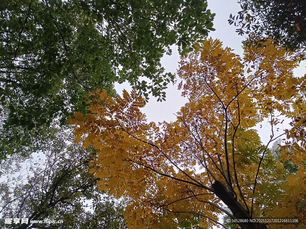 秋日林间斑斓树叶景观