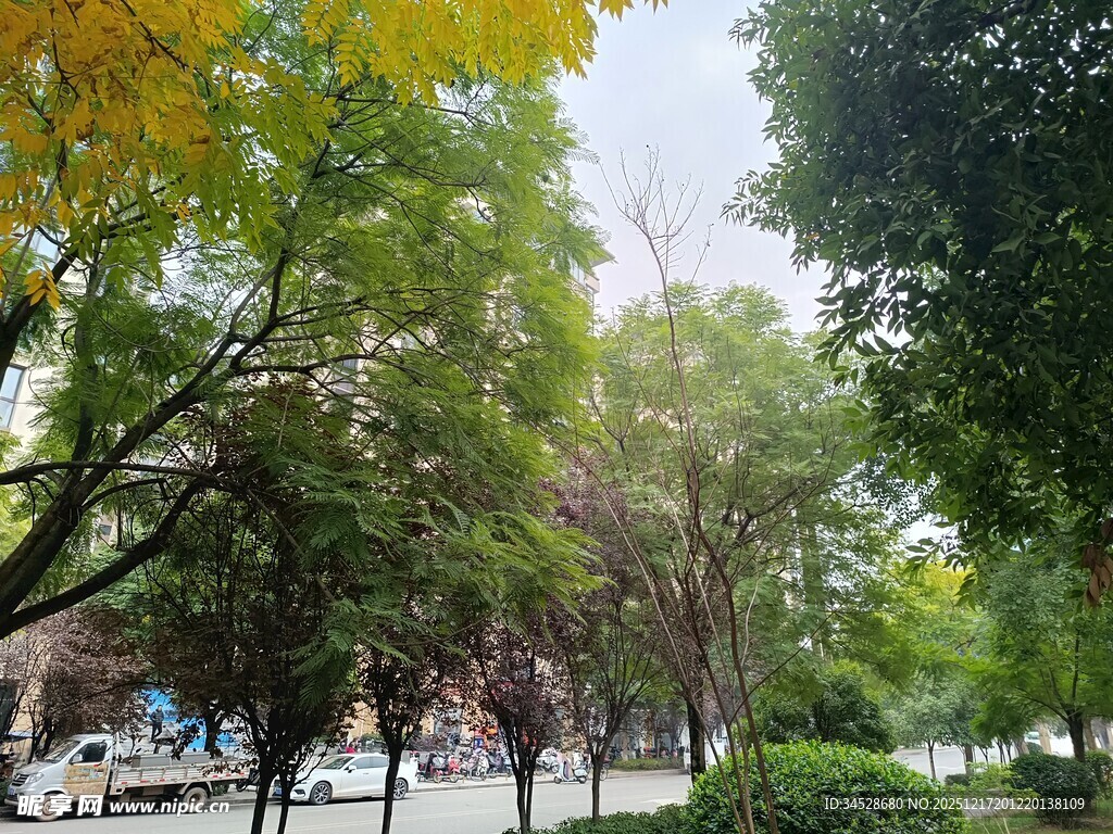 秋日林荫街道风景