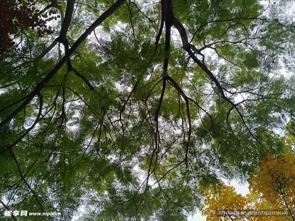 仰视繁茂树枝与斑驳天空