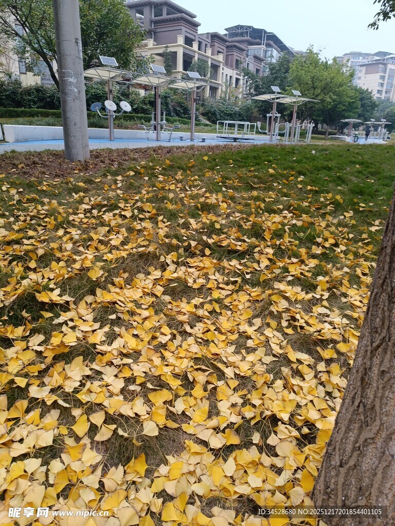 秋日街头落叶铺满地