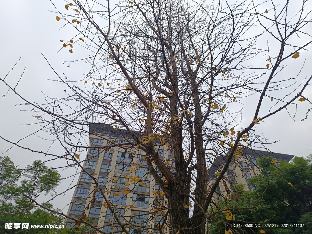 城市中光秃树木与高楼