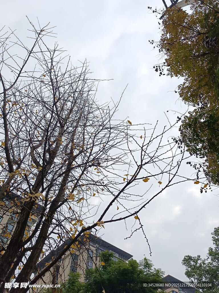 阴天里的光秃树木与建筑