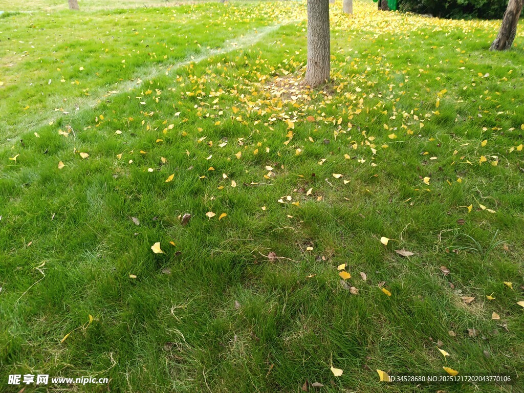 草地旁树干下的散落黄叶