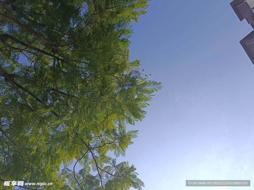 仰视绿树蓝天的景致