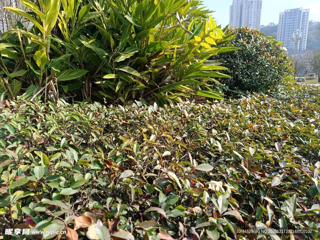 城市中的绿植景观