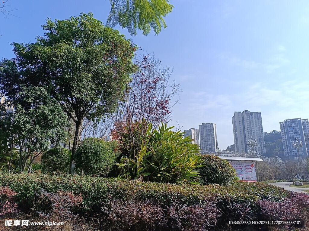 城市中的绿植景观