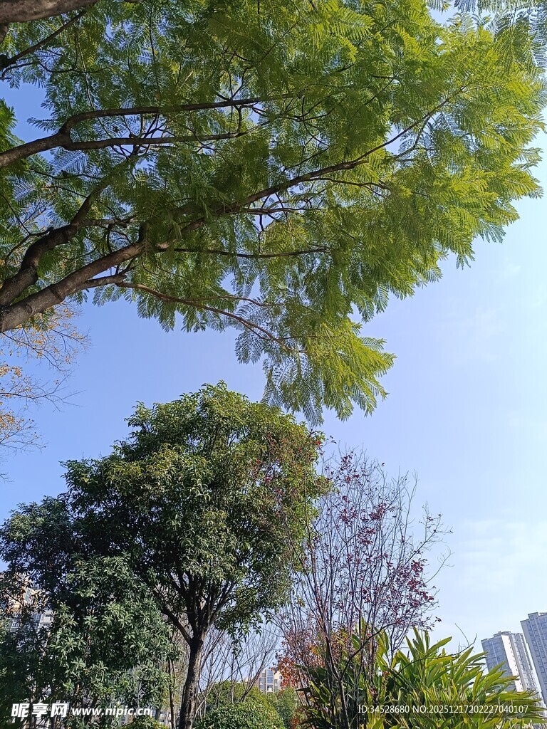 绿树蓝天的户外景致