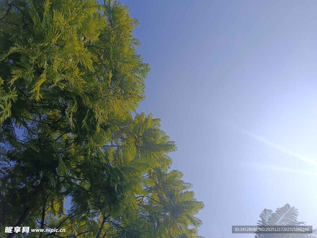 阳光下的葱郁树梢