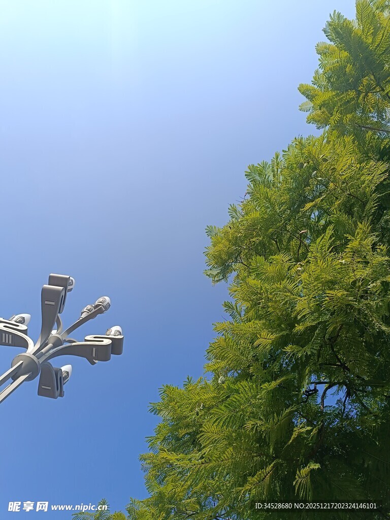 空中无人机与葱郁绿树