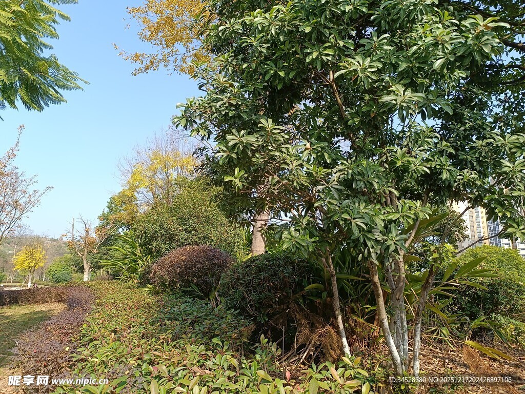 秋日林间小道的自然景致