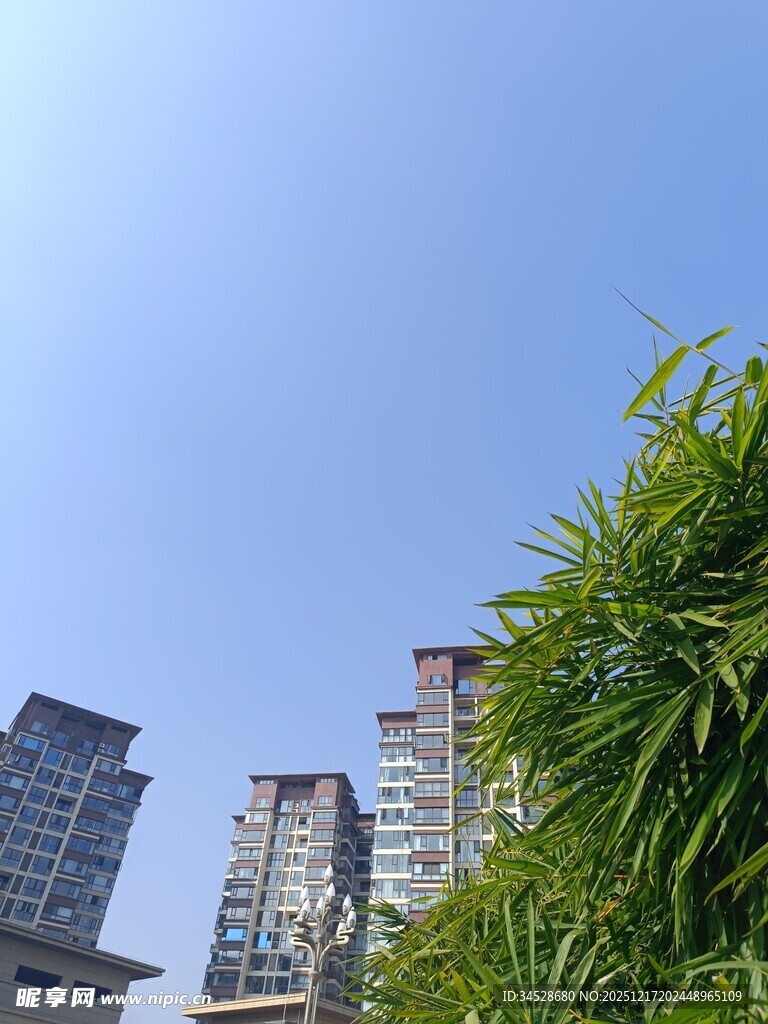 高楼旁的翠绿竹子