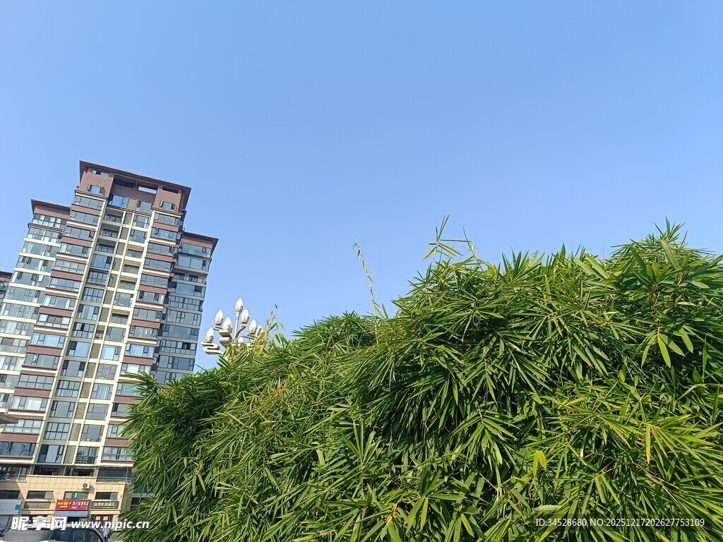高楼旁的翠绿竹林