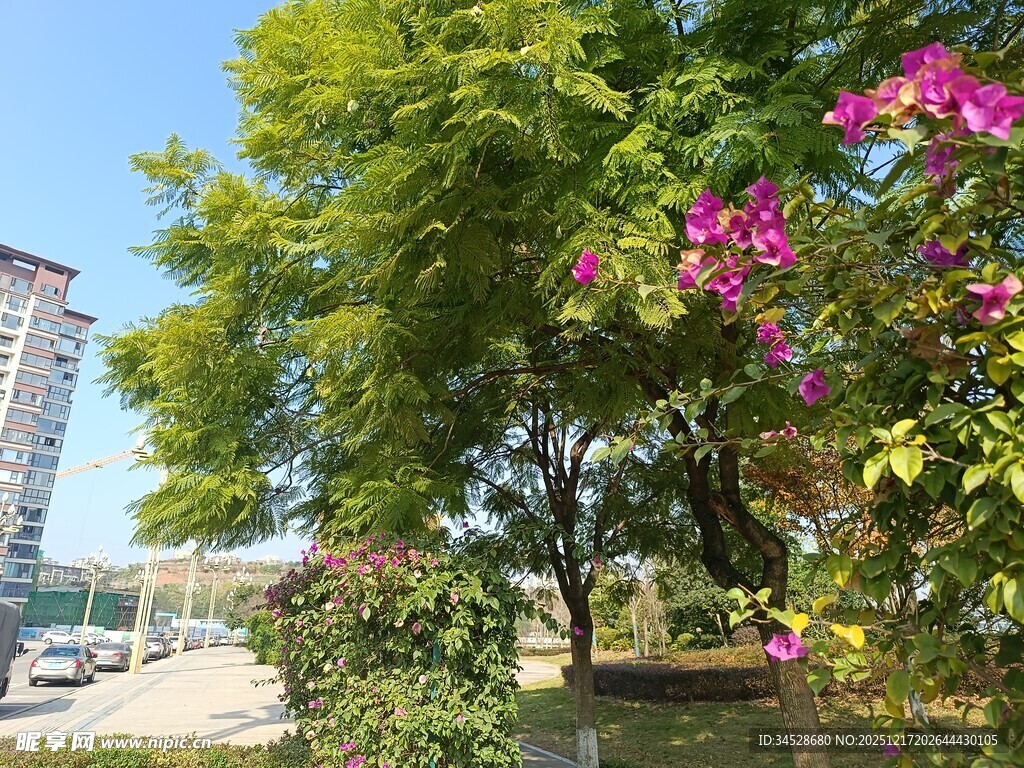 城市中繁茂的绿树与繁花