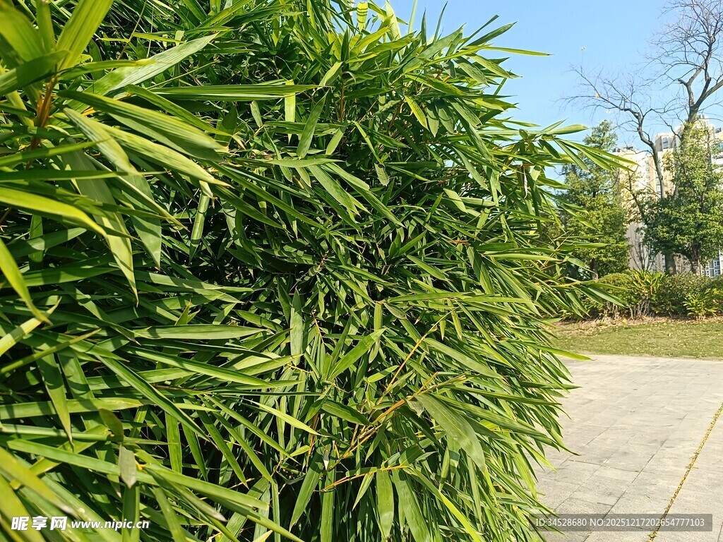 翠绿竹林旁的开阔道路