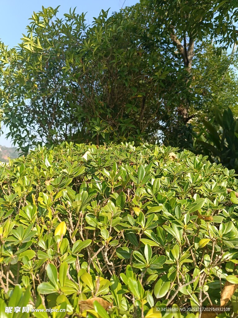 绿意盎然的繁茂灌木丛