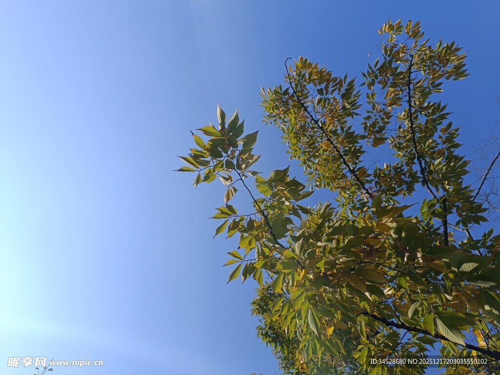 蓝天映衬下的繁茂绿树