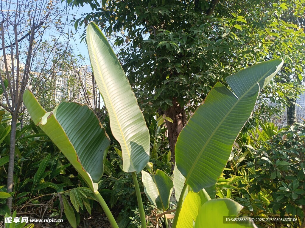户外翠绿芭蕉叶植物景观