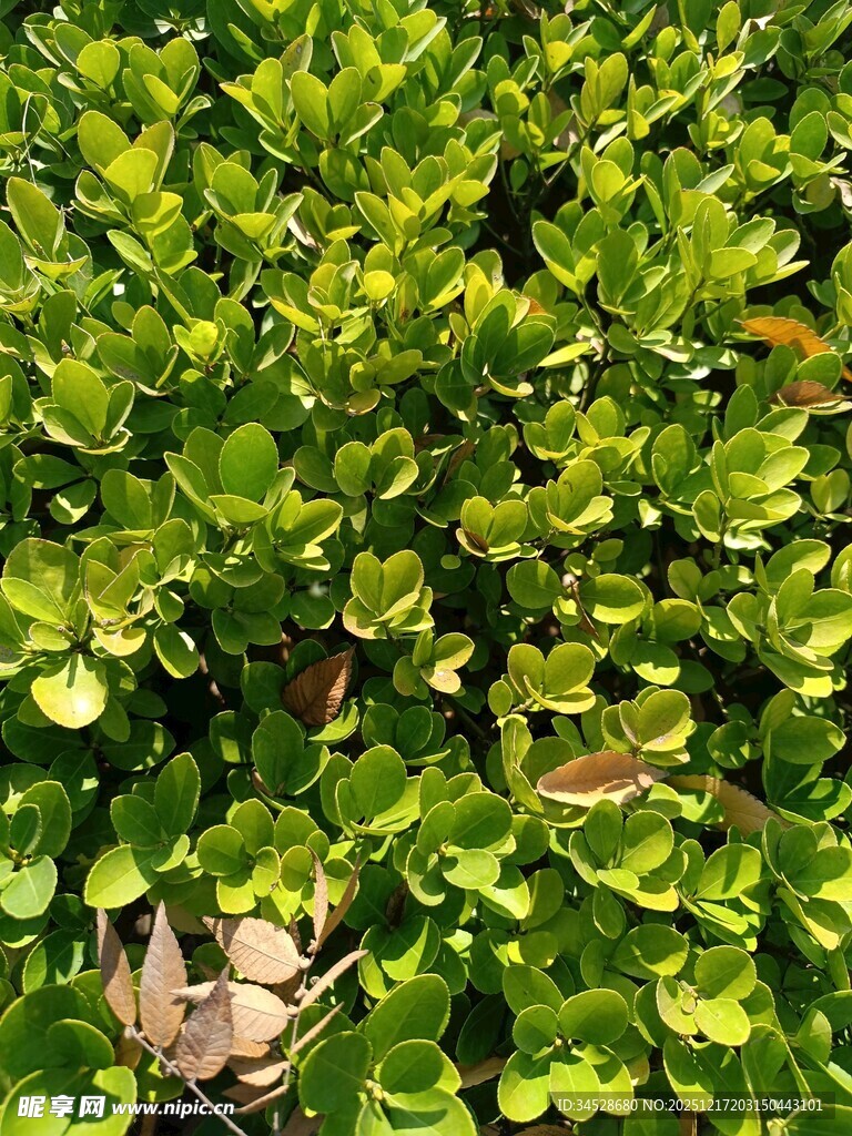 翠绿繁茂的低矮植物景观