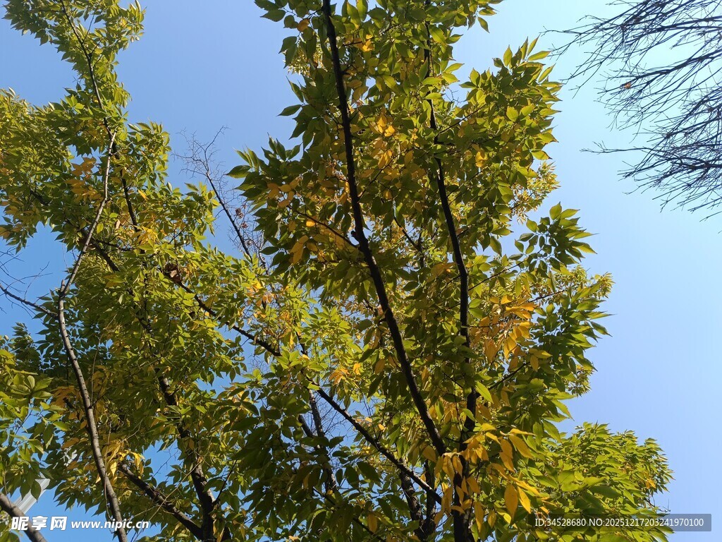 蓝天映衬下的葱郁树木