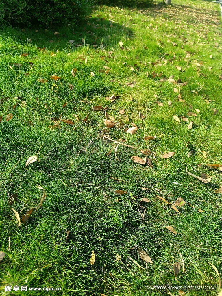 阳光下的翠绿草地